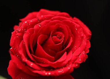 Kırmızı gülleri kapatın.