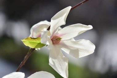 Ağaçtaki güzel manolya çiçeği