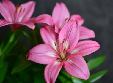pembe lily Çiçek bahçesinde.
