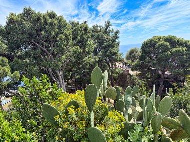 Parktaki güzel yeşil bitkilerin manzarası