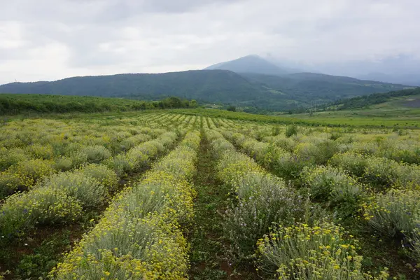Çiçek tarlası olan güzel bir manzara