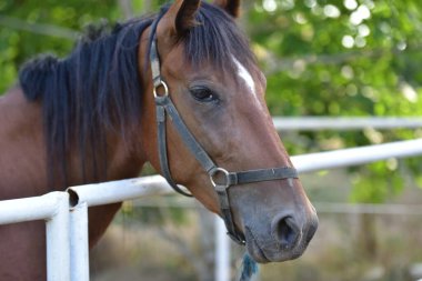 Çayırdaki güzel at.