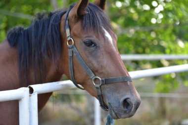 portrait of a brown horse in a paddock.