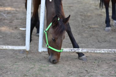 Kahverengi at ahırda.