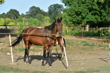 Otlakta siyah atı olan bir at.