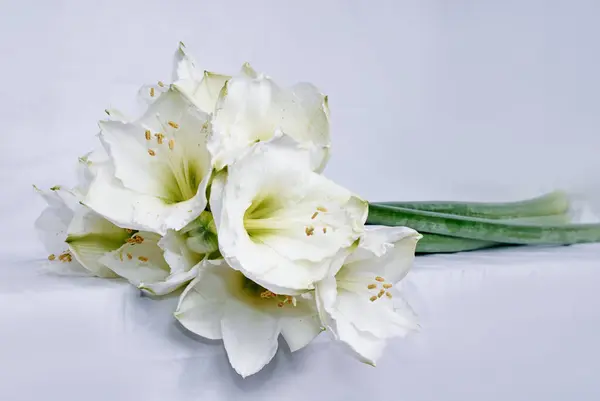 Bouquet Lys Sur Fond Blanc — Photo