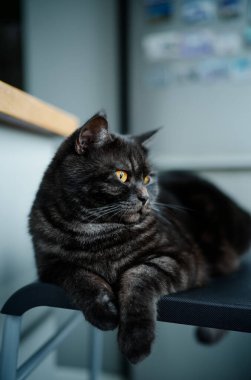 Sevimli İskoç siyah tekir kedisi