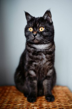 Sevimli İskoç siyah tekir kedisi.