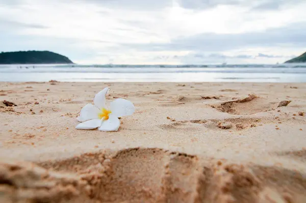 Frangipani Fiore Plumeria Sulla Spiaggia Sabbia — Foto Stock