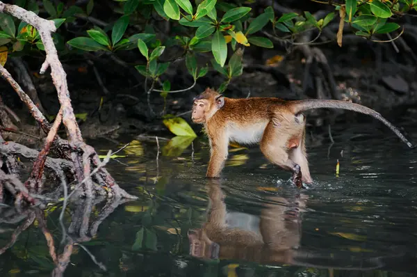 Een Schattige Aap Woont Een Mangrove Woud Van Thailand — Stockfoto