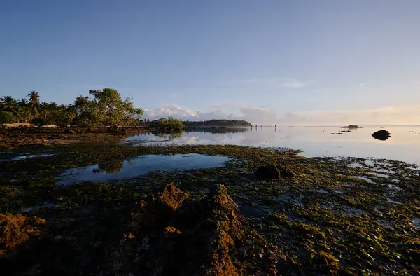 低潮のサンゴビーチでマングローブの木と風景 — ストック写真