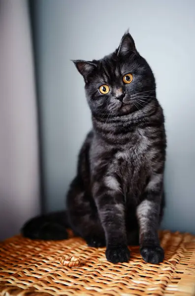 Adorable Scottish Black Tabby Cat — Stock Photo, Image