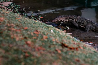 Asya su monitörü (Varanus salvator) Güney ve Güneydoğu Asya 'da yaşayan büyük bir varanid kertenkelesidir..