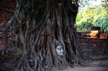 Ayuthaya khmer tapınağındaki ağaç köklerinde antik Budha heykelinin yüzü..