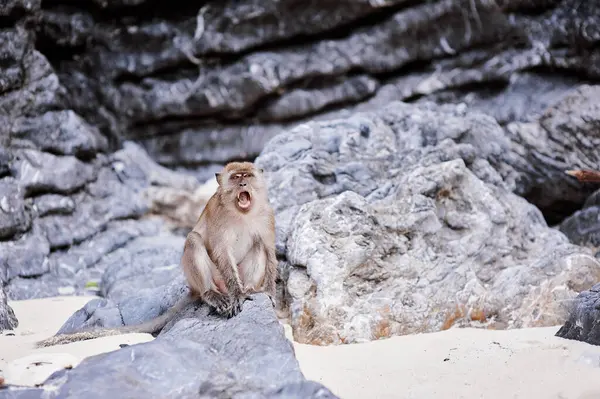 Angry Macaque Monkey Rock Sand Beach — Stock Photo, Image