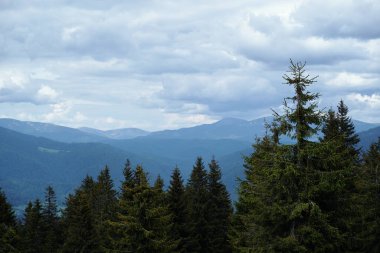 Yeşil ormanlı güzel dağlar. Karpatlar, Ukrayna.