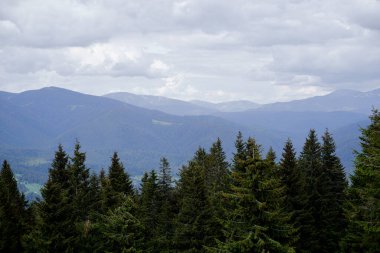 Yeşil ormanlı güzel dağlar. Karpatlar, Ukrayna.