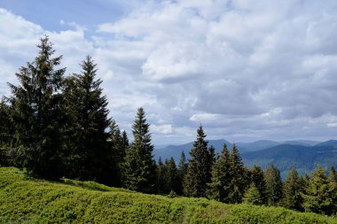 Yeşil ormanlı güzel dağlar. Karpatlar, Ukrayna.