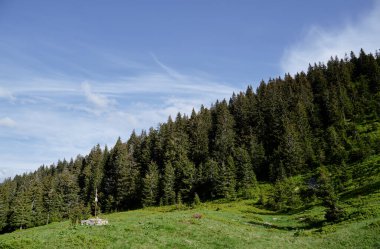 Yeşil ormanlı güzel dağlar. Karpatlar, Ukrayna.