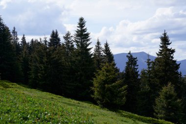 Yeşil ormanlı güzel bir dağ manzarası. Karpatlar, Ukrayna.