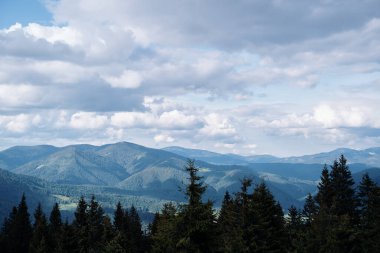 Çam ormanları olan güzel dağlar. Karpatlar, Ukrayna.