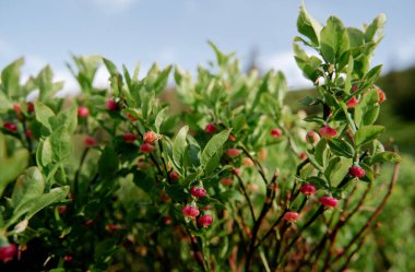 Aşı mitrilyumu. Ormandaki yabanmersini ya da yaban mersini bitkisi.
