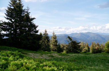 Çam ormanları olan güzel dağlar. Karpatlar, Ukrayna.