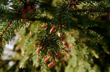 Çam çam ağacının yeşil dalına yakın plan