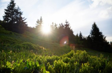 Ormanda yabanmersini çalıları olan güzel bir yaz manzarası..