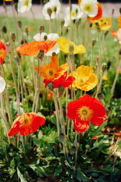 Beautiful Summer Day Poppy Garden — Stock Photo, Image