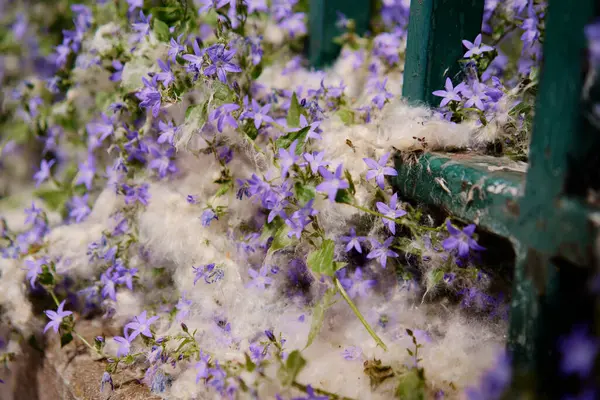 Bellflowers Coverd Poplar Fluff — Stock Photo, Image