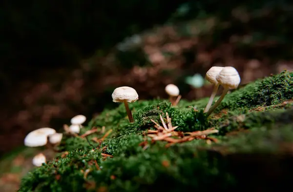Yeşil Yosun Üzerinde Agarik Orman Mantarları — Stok fotoğraf