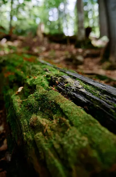森林里长满青苔的植物 — 图库照片