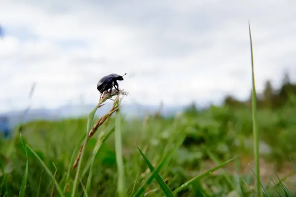 Vida Silvestre Escarabajo Negro Hierba Verde — Foto de Stock