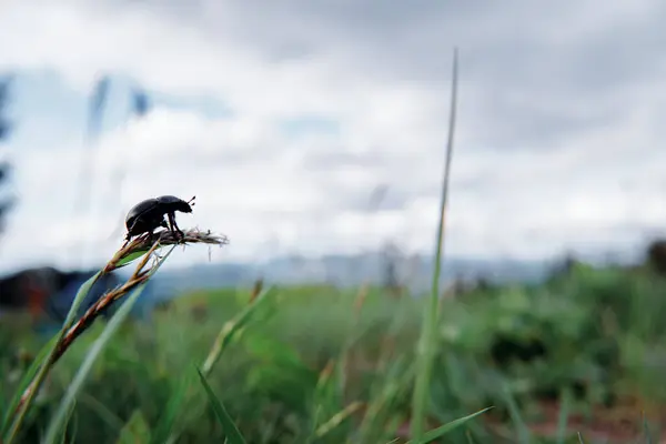 Vida Silvestre Escarabajo Negro Hierba Verde — Foto de Stock