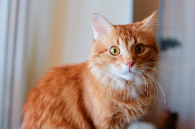 Evinde sarı gözlü sevimli kırmızı kızıl kedi.