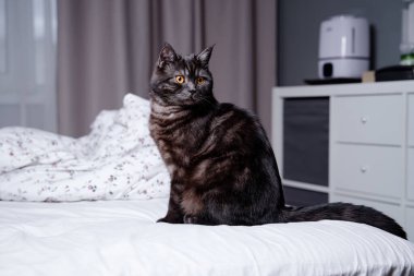 Sevimli siyah kedi evdeki yatakta oturuyor..