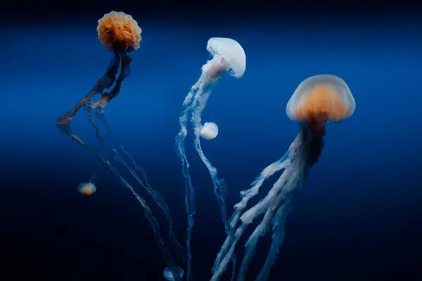 Aquarium Mit Schönen Medusenquallen — Stockfoto
