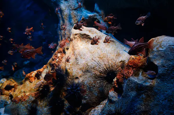 Underwater beauty. Tropical fishea, seaweed and other ocean creatures