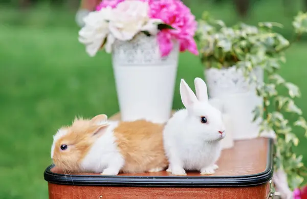 Frühling Und Ostern Niedliche Kleine Kaninchen Auf Valise — Stockfoto