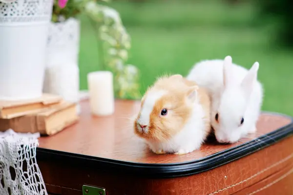 Spring Easter Cute Little Rabbits Valise — Stock Photo, Image