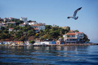 Martı kuşları denizin üzerinde uçuyor.