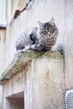 Sevimli gri tekir kedicik dışarıda