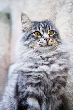 Sevimli gri tekir kedicik