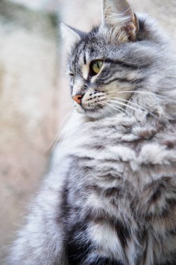 Sevimli gri tekir kedicik