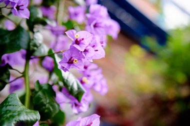 Mor çiçekli Bougainvillea bitkisi.