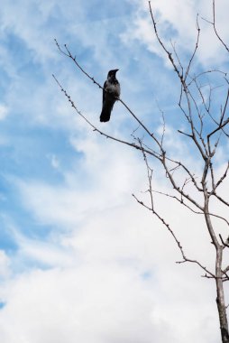 Karga bir ağaç dalında oturur.