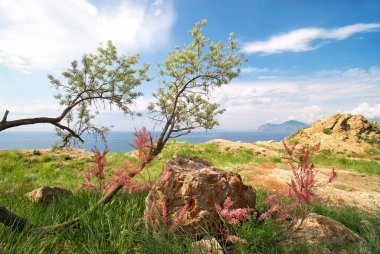 Ağaç ve çalıların açtığı güzel deniz manzarası