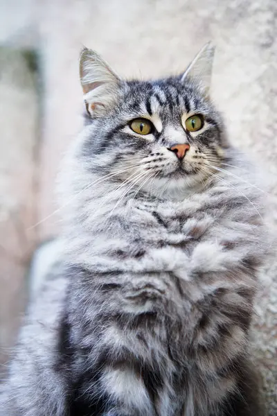 Liebenswert Grau Gestromte Kätzchen Katze — Stockfoto