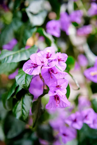 Bougainvillea Plant Purple Blooming Flowers — Stock Photo, Image